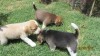 hermosas cachorras beagles