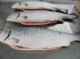 salmon, enteros. filetes con y sin piel para exportacion