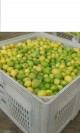 limones por mayor de 2.000 kg solo 700 pesos