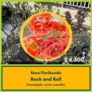 jardin ficus les ofrece variedad en rosas híbridas de te