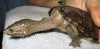 tortuga mordedora chelydra serpentina 