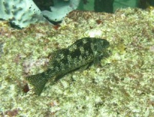 Patricio Sanhueza Avisos gratis en Chile en Las Condes |  EcoTurismo Submarino, Ecoturismo