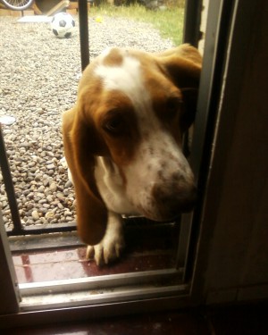 angela Avisos gratis en Chile en Puangue Alto |  vendo perrito basset haund ( hush puppies) 30.000!!!!!!!, con vacunas y carnet.