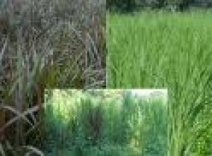 rodrigo Avisos gratis en Chile en Pudahuel |  mantencion de jardines, corte de pasto