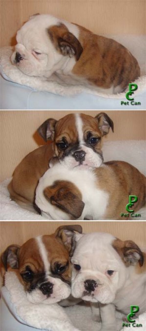 PetCan Avisos gratis en Chile en Las Condes |  * * * BULLDOG INGLES INSCRITOS + REGALOSSSS * * *, BAJARON LOS PRECIOS Y AGREGAMOS REGALOS