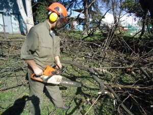 MANUEL Avisos gratis en Chile en Puente Alto |  CORTE DE ARBOL  PRESUPUESTO GRATIS  5353471 97365488, LIMPIEZA DE PALMERAS 