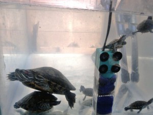oscar Avisos gratis en Chile en Recoleta |  vendo pareja de tortuga de orejas rojas en 35000, son tortugas de orejas rojas macho mide 16cm y la hembra 19cm