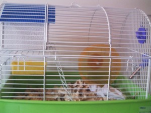  Avisos gratis en Chile en San Bernardo |  hamster con jaula y todo, hamster