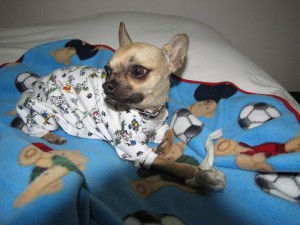 ANA ROJAS Avisos gratis en Chile en Santiago |  ROPA PARA PERROS FASHIONS DOG DIANELLA, ROPA PARA CANINOS