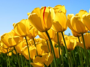yerko simunovic Avisos gratis en Chile en Lo Barnechea |  Darrigrandi y Simunovic Jardineros, Servicio de mantencion de jardines-areas verdes-jardinero