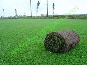 tepecenter Avisos gratis en Chile en Vi&ntilde;a del Mar |  Tepecenter/Taxustepes. C&eacute;sped en tepes y rollos de sedum en mantas o tepes, jardineria y venta de pasto o zacate en palmetas