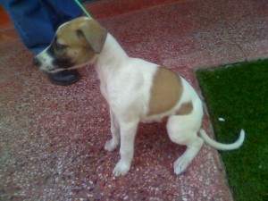 JOSE OYARZUN Avisos gratis en Chile en Santiago |  WHIPPET, CACHORROS DE PADRE INSCRITO EN K.C.C. CAZADORES $100000, Hermosos cachorros whippet