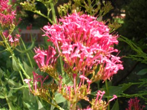 Darrigrandi Y Simunovic Jardineros Avisos gratis en Chile en Lo Barnechea |  Mantencion de jardines,Paisajismo,Dise&ntilde;o de jardines, Darrigrandi y Simunovic Jardineros