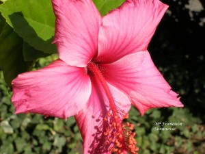 darrigrandi y simunovic jardineros Avisos gratis en Chile en Las Condes |  Mantencion de areas verdes y jardines,Paisajismo, Dise&ntilde;o de jardines, darrigrandi y simunovic jardineros