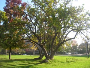 darrigrandi y simunovic jardineros Avisos gratis en Chile en Providencia |  Servicio de Jardineros,Paisajistas,Mantencion de jardines y dise&ntilde;o de jardi, darrigrandi y simunovic jardineros