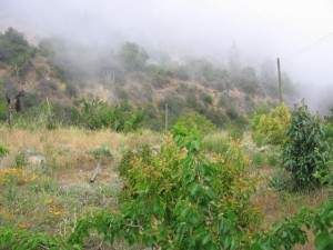  Avisos gratis en Chile en Pe&ntilde;ablanca |  uf 580, terreno interior