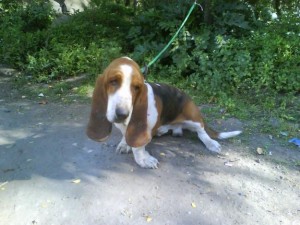 rodrigo Avisos gratis en Chile en Concepci&oacute;n |  vendo fina  perrita hush puppy ( basset hound), valor 45000