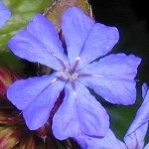 Jeanette Avisos gratis en Chile en Angol |  FLORES DE BACH - REIKI, Ni&ntilde;os y Adultos