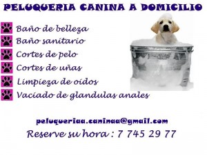  Avisos gratis en Chile en Santiago |  Peluquer&iacute;a canina a domicilio todas las comunas, Servicio de mantenci&oacute;n para nuestros mejores amigos