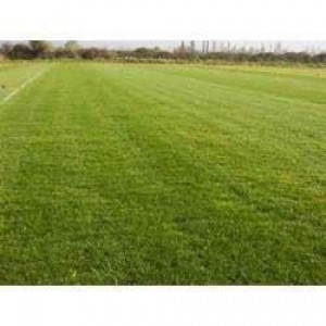 TOPGRASS Avisos gratis en Chile en Santiago |  PASTO ALFOMBRA NATURAL TOPGRASS, CESPD EN ROLLOS 