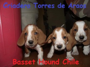 criadero torres de araos Avisos gratis en Chile en Pe&ntilde;alol&eacute;n |  basset hound chile - criadero torres de araos, basset hound chile - criadero torres de araos