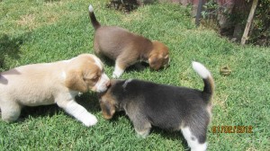 Judith Cabello  Avisos gratis en Chile en Puente Alto |  hermosas cachorras beagles, beagles a la venta
