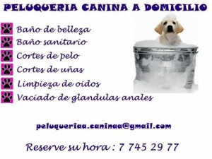 peluquer&iacute;a canina Avisos gratis en Chile en El Bosque |  Peluquer&iacute;a canina a domicilio, Salud e higi&eacute;ne para su mascota