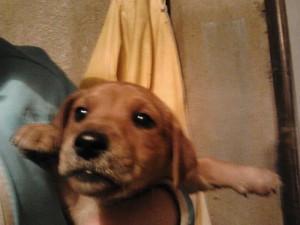 Susana P&eacute;rez Avisos gratis en Chile en Quilpu&eacute; |  Regalo cahorritos, vacunados (1�dosis) y desparacitados