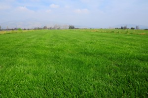 Verde Andino Avisos gratis en Chile en Santiago |  Pasto alfombra natural de primera calidad en rollo, Cesped de excelente calidad en palmeta