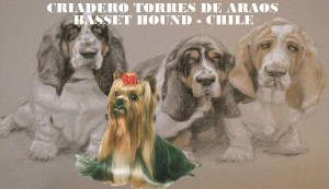 Criadero Torres De Araos Avisos gratis en Chile en Pe&ntilde;alol&eacute;n |  basset hound chile - criadero torres de araos, Basset Hound Y Yorkshire