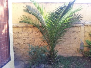 Patricio Sanhueza Avisos gratis en Chile en La Reina |  vendo vende palmera, vendo vende palmera