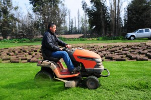Verde Andino Pasto Alfombra Avisos gratis en Chile en Santiago |  Pasto alfombra en rollo de excelente calidad, Cesped en palmeta 