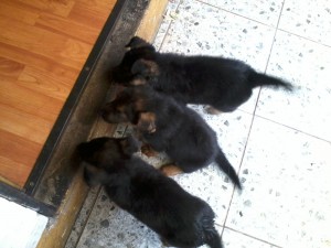 Elba Maldonado Avisos gratis en Chile en San Bernardo |  Cachorros pastor alem&aacute;n $60.000 , sanos y juguetones, Raza ideal para ni&ntilde;os