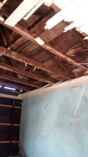 FUMIGACIONES Avisos gratis en Chile en Olmu&eacute; |  Eliminamos las termitas atencion permanente metodo garantizado..., Exterminio termitas xilofagos