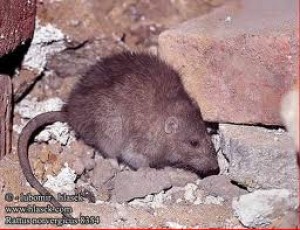 FUMIGACIONESLAS24HRS Avisos gratis en Chile en Pe&ntilde;ablanca |  Eliminamos las ara&ntilde;as de su casa , atendemos en horario continuado., Erradicacion de ara&ntilde;as e insectos