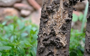 FUMIGACIONES Avisos gratis en Chile en Villa Alemana |  Termitas, termitas, termitas las eliminamos en interplagas 63924514, Eliminacion , exterminio fumigacion de termitas o xilofagos