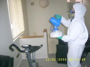 EMPRESASUNIDAS Avisos gratis en Chile en Papudo |  Eliminamos las termitas atencion permanente metodo garantizado..., Erradicar termitas eliminar xilofagos