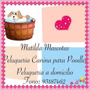 MATILDA MASCOTAS  Avisos gratis en Chile en Vi&ntilde;a del Mar |  Matilda mascotas peluquer&iacute;a canina a domicilio , Peluquer&iacute;a canina a domicilio