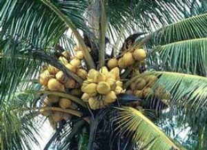 Luis Padua Avisos gratis en Chile en Isla Teja |  Punta Cana 8238 metros cuadrados o 2 acres a U$D35/M2, En la autov&iacute;a a 5 minutos aeropuerto Punta Cana