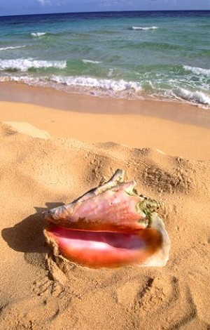 Luis Padua Avisos gratis en Chile en R&iacute;o Grande |  Playas Uvero Alto, Punta Cana. Rep&uacute;blica Dominicana, Mejores playas en Rep&uacute;blica Dominicana