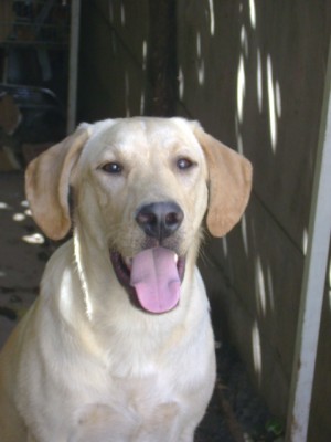 Marta Avisos gratis en Chile en Quilicura |  labrador por poodles blanco, Labrador con todas sus vacunas, 7 meses cachorro encantador.