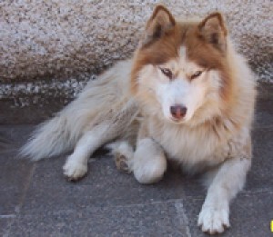 Macarena Isla Avisos gratis en Chile en La Florida |  Busco Novia Malamute, Soy Mallku, un bello macho