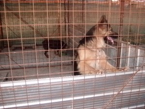 ARTURO Avisos gratis en Chile en Cerrillos |  SERVICIO  DE  VIGILANCIA   Y  SEGURIDAD  CANINA  AGASIDOG, ARRIENDOS  Y  VENTAS  DE PERROS  GUARDIANES