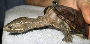 fenix Avisos gratis en Chile en Santiago |  Tortuga mordedora chelydra serpentina , Tortuga mordedora chelydra serpentina 