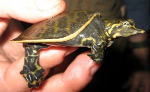 fenix Avisos gratis en Chile en Santiago |  Tortuga caparaz&oacute;n blando tri&oacute;nix apolonex ferox , Tortuga caparaz&oacute;n blando tri&oacute;nix apolonex ferox 