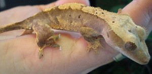 fenix Avisos gratis en Chile en Santiago |  Gecko crestado, Gecko crestado