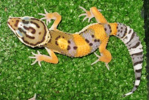 fenix Avisos gratis en Chile en Santiago |  Gecko leopardo , Gecko leopardo 