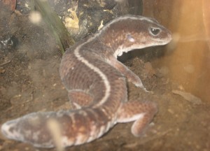 fenix Avisos gratis en Chile en Santiago |  Gecko cola gorda , Gecko cola gorda 