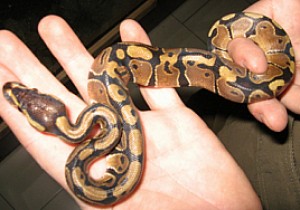 fenix Avisos gratis en Chile en Santiago |  Python bola, Python bola