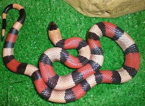 fenix Avisos gratis en Chile en Santiago |  Culebra falsa coral , Culebra falsa coral 